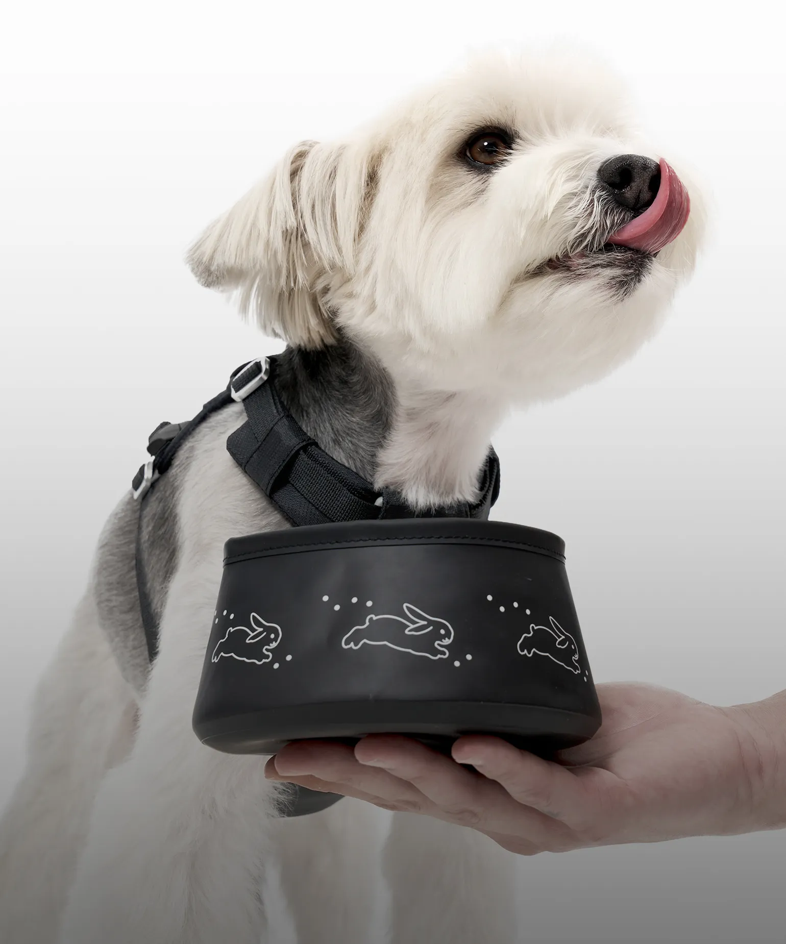 산책이 즐거워져요