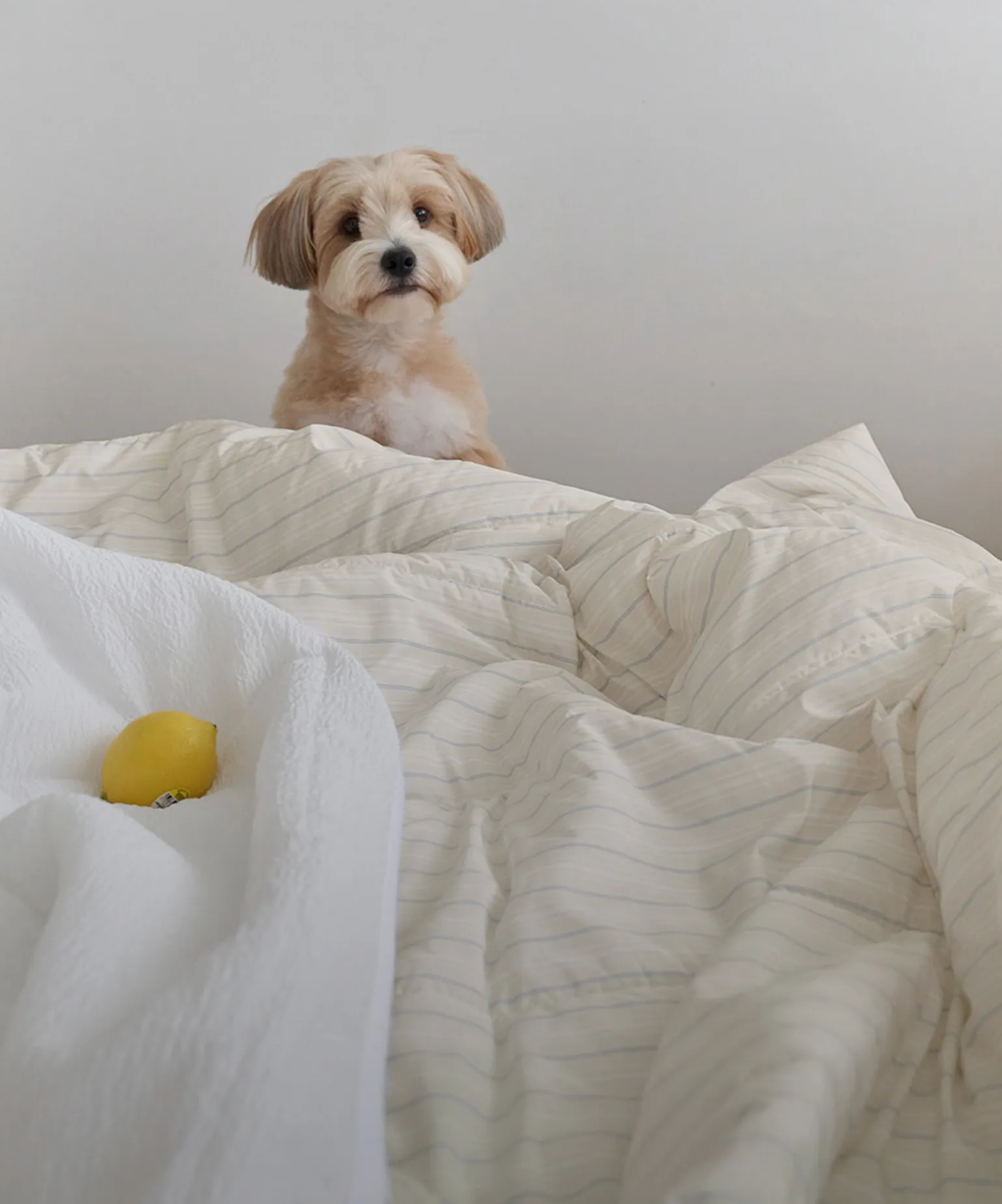 땀 없이 청량한 잠자리