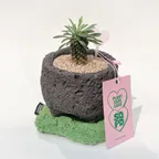 [EVENT]괴마옥 & 이끼코스터 SET