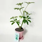 [EVENT]홍콩야자(쉐프렐라) 미니 화분