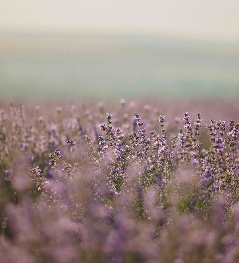 Clean Lavender 클린 라벤더