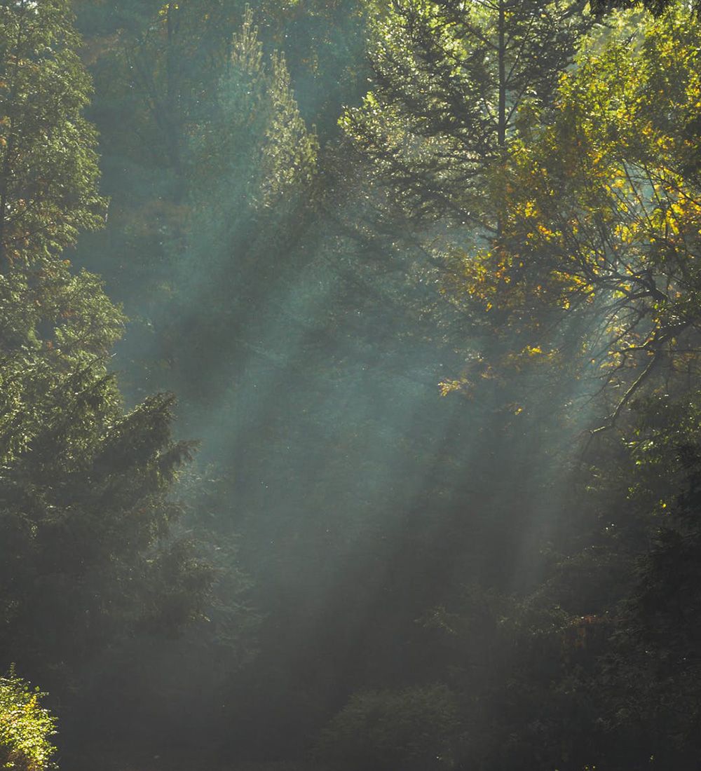 Clean Forest 클린 포레스트