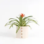 반려식물 플랜트 팟커버(화분커버) S + 구스마니아