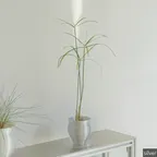 시페루스