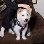 Furless Reversible Pedded Pet Vest 퍼리스 강아지 패딩 베스트 (Brown&Black Stripe)