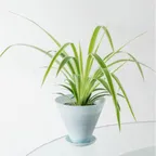 나비란 + CONE POT M (BABY BLUE MULTI)