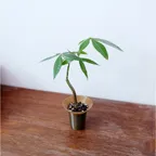 파키라 미니 + BLOOM POT MINI