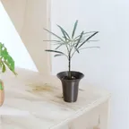 아랄리아 미니 + BLOOM POT MINI