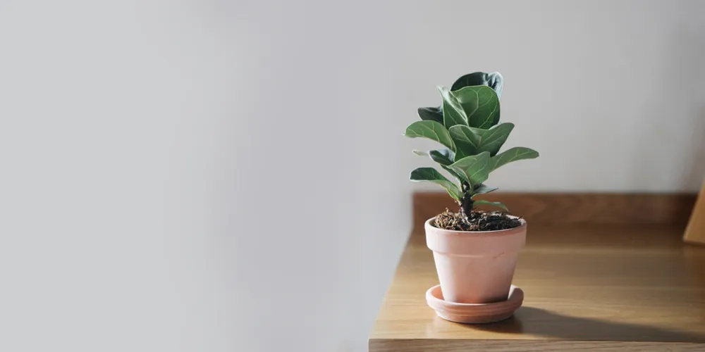 petplant