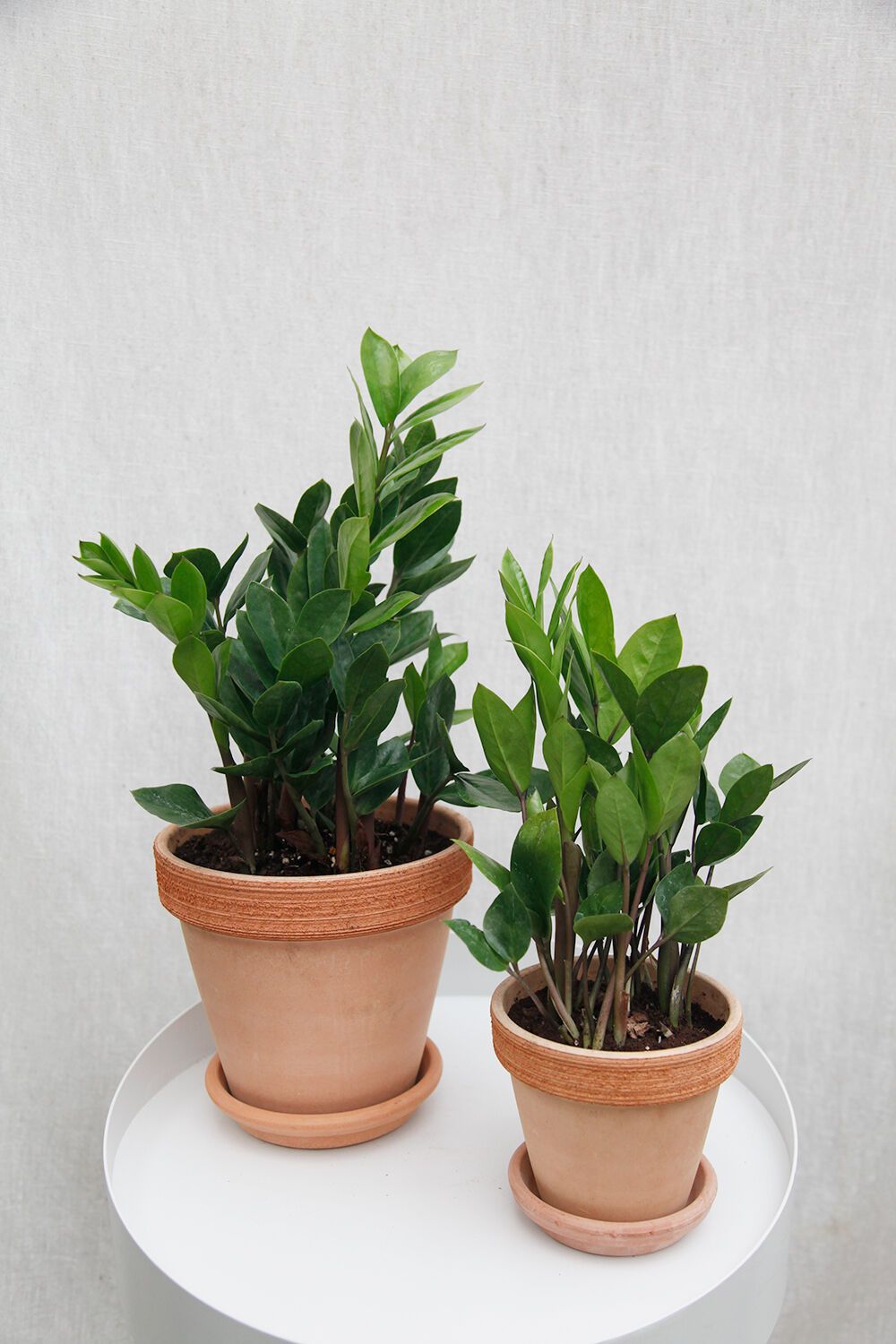 금전수(국산) - 감도 깊은 취향 셀렉트샵 29CM 금전수(국산) - 감도 깊은 취향 셀렉트샵 29Cm