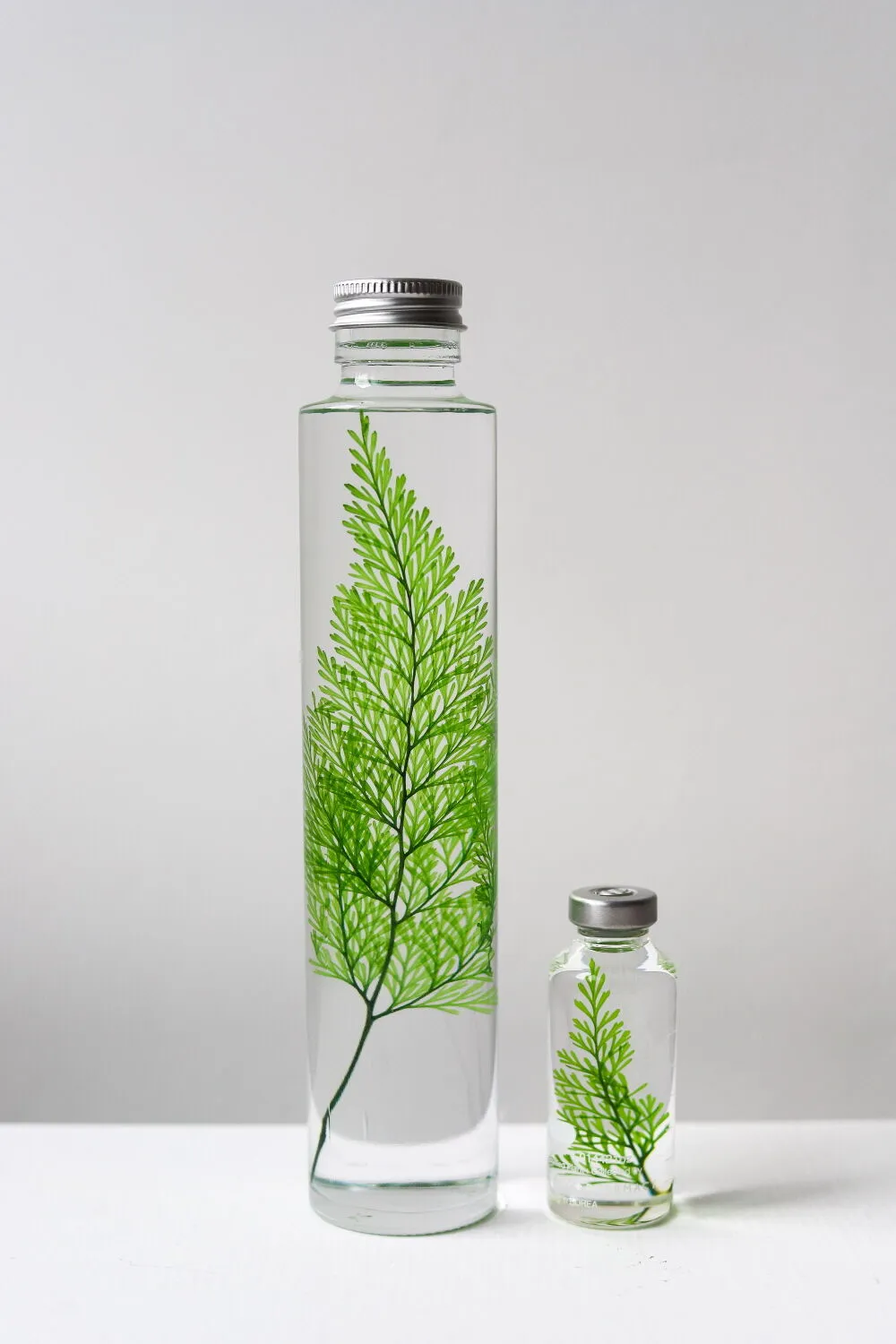PLANT SPECIMEN