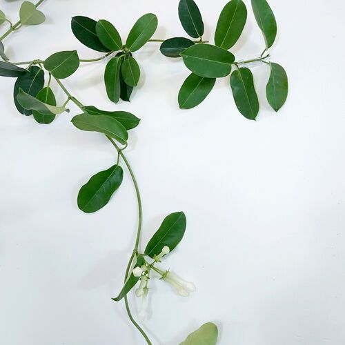 비밀의 화원 마다가스카르 쟈스민 - 감도 깊은 취향 셀렉트샵 29CM 비밀의 화원 마다가스카르 쟈스민 - 감도 깊은 취향 셀렉트샵 29Cm