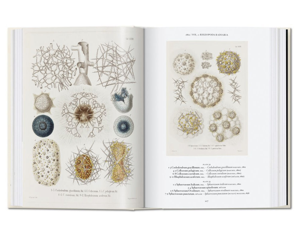 [TASCHEN] The Art and Science of Ernst Haeckel. 40th Ed. - 감도 깊은 취향 ...