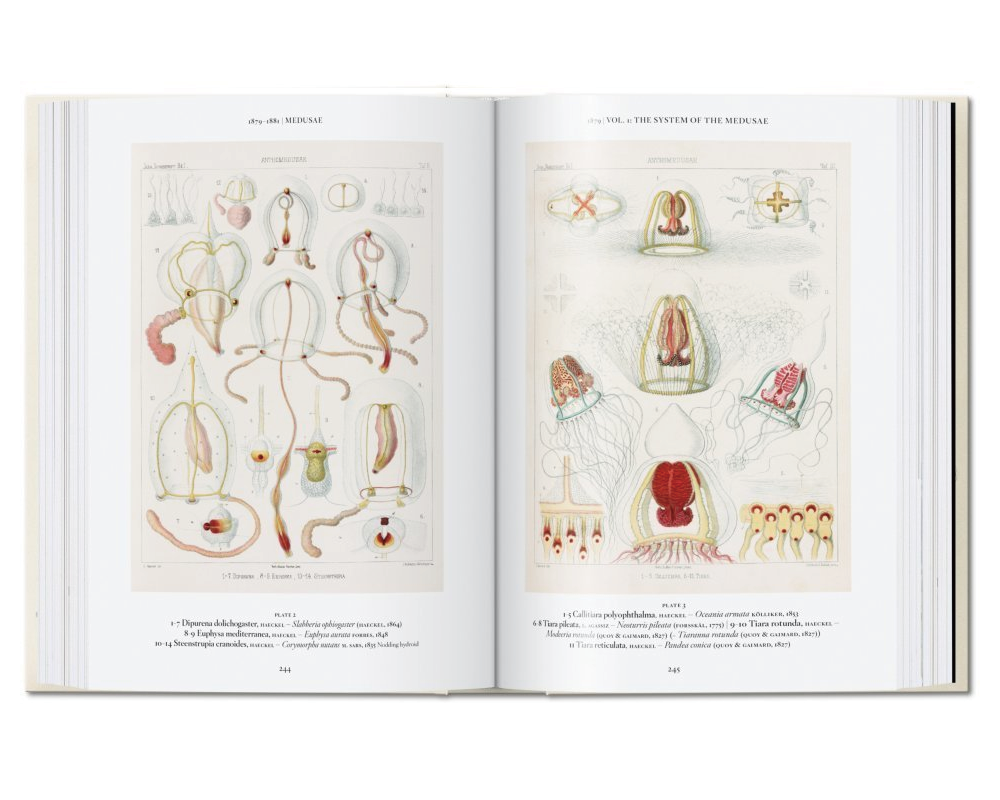 [TASCHEN] The Art and Science of Ernst Haeckel. 40th Ed. - 감도 깊은 취향 ...