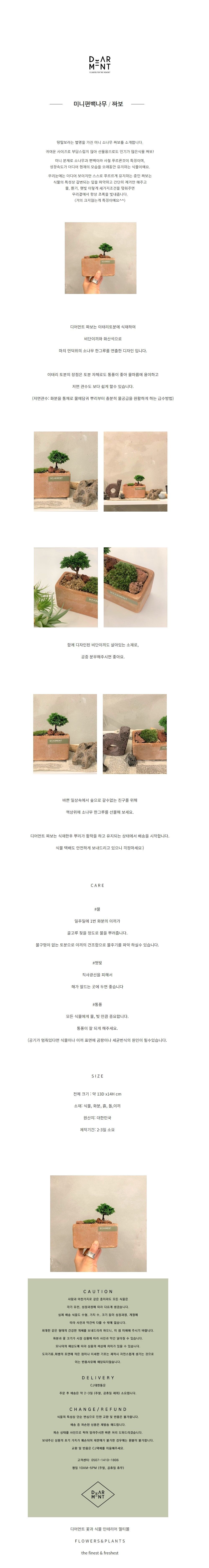 짜보 미니소나무 편백 청짜보 분재 이태리토분세트