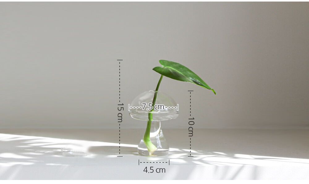 - 유리 사이즈(바닥 x 높이 x 큰가로) : 4.5 x 10 x 7.5 (cm)
- 총높이(식물포함) : 15cm



※식물의 크기 및 줄기 갯수는 생육에 따라 차이가 있을 수 있습니다.
사진과 다른 식물이 배송되더라도 양해 부탁드립니다.