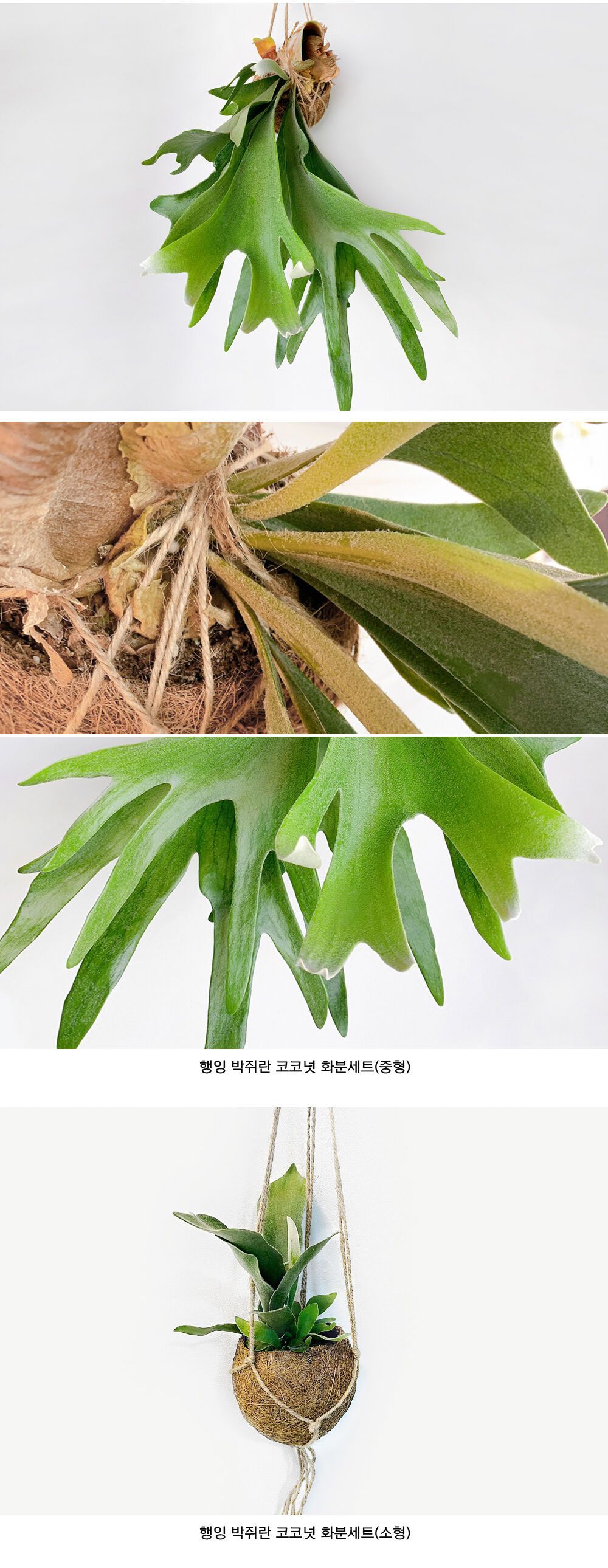 S I Z E - I N F O

[구성]
행잉 박쥐란 코코넛 화분세트

[사이즈]	
박쥐란 : 40 cm
코코넛 행잉 화분 : 12 x 55 cm ( 넓이 x 길이 )

[주의사항]
측정 방식에 따라서 1~2cm 차이가 있을 수 있습니다.