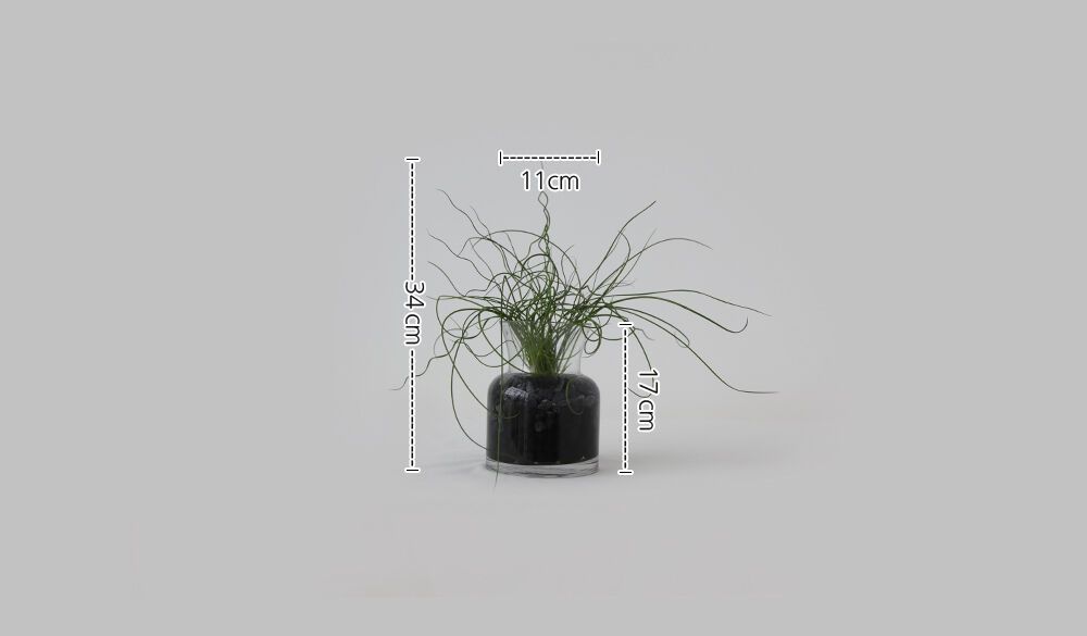 - 화분사이즈(입구x높이) 11 x 17(cm)
- 총높이(화분+식물) : 34cm
[ 측정 방식에 따라서 1~2cm 차이가 있을 수 있습니다. ]



※식물의 크기 및 줄기 갯수는
생육환경에 따라 차이가 있을 수 있습니다.
사진과 다른 식물이 배송되더라도 양해 부탁드립니다.