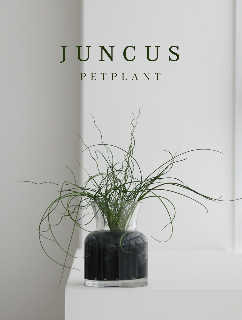 Jumncus effusus Spiralis